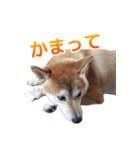 Shiba Inu Forte (Japanese Version)（個別スタンプ：10）