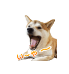 Shiba Inu Forte (Japanese Version)（個別スタンプ：11）