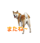 Shiba Inu Forte (Japanese Version)（個別スタンプ：12）