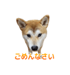 Shiba Inu Forte (Japanese Version)（個別スタンプ：13）
