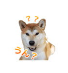 Shiba Inu Forte (Japanese Version)（個別スタンプ：14）