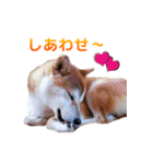 Shiba Inu Forte (Japanese Version)（個別スタンプ：15）