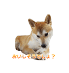 Shiba Inu Forte (Japanese Version)（個別スタンプ：16）