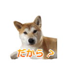 Shiba Inu Forte (Japanese Version)（個別スタンプ：17）