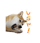 Shiba Inu Forte (Japanese Version)（個別スタンプ：18）