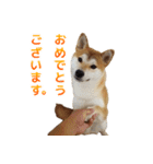 Shiba Inu Forte (Japanese Version)（個別スタンプ：19）