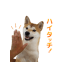 Shiba Inu Forte (Japanese Version)（個別スタンプ：20）