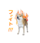 Shiba Inu Forte (Japanese Version)（個別スタンプ：21）