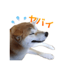 Shiba Inu Forte (Japanese Version)（個別スタンプ：22）