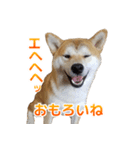Shiba Inu Forte (Japanese Version)（個別スタンプ：23）