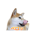 Shiba Inu Forte (Japanese Version)（個別スタンプ：24）