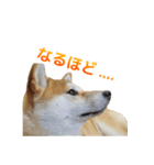 Shiba Inu Forte (Japanese Version)（個別スタンプ：26）