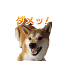 Shiba Inu Forte (Japanese Version)（個別スタンプ：27）