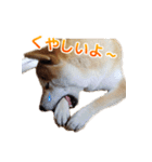 Shiba Inu Forte (Japanese Version)（個別スタンプ：28）