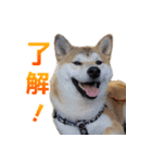 Shiba Inu Forte (Japanese Version)（個別スタンプ：29）