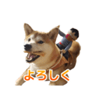 Shiba Inu Forte (Japanese Version)（個別スタンプ：30）