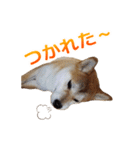 Shiba Inu Forte (Japanese Version)（個別スタンプ：31）