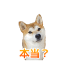 Shiba Inu Forte (Japanese Version)（個別スタンプ：32）