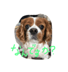 キャバリアちゃんず。（個別スタンプ：1）