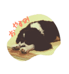 キャバリアちゃんず。（個別スタンプ：3）