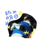 キャバリアちゃんず。（個別スタンプ：5）