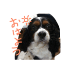 キャバリアちゃんず。（個別スタンプ：7）