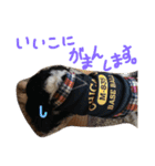 キャバリアちゃんず。（個別スタンプ：15）