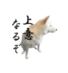 チロ柴侍 殿！（個別スタンプ：13）