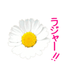 kikimama Flower Sticker（個別スタンプ：6）