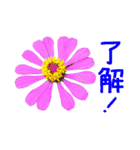 kikimama Flower Sticker（個別スタンプ：7）