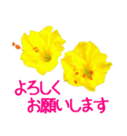 kikimama Flower Sticker（個別スタンプ：9）