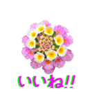 kikimama Flower Sticker（個別スタンプ：10）