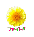 kikimama Flower Sticker（個別スタンプ：25）