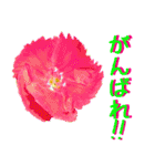 kikimama Flower Sticker（個別スタンプ：26）