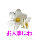 kikimama Flower Sticker（個別スタンプ：28）