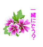 kikimama Flower Sticker（個別スタンプ：32）