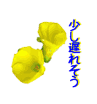 kikimama Flower Sticker（個別スタンプ：34）