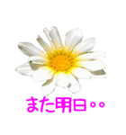 kikimama Flower Sticker（個別スタンプ：38）