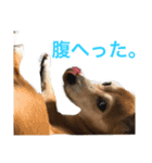 ぐぅさんスタンプ（個別スタンプ：7）