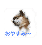 ぐぅさんスタンプ（個別スタンプ：11）