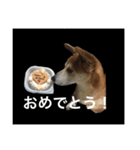 ぐぅさんスタンプ（個別スタンプ：16）