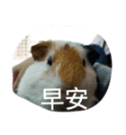 BaBu so cute.（個別スタンプ：3）