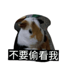 BaBu so cute.（個別スタンプ：6）