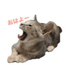 花菜（はな）と夢（ゆめ）（個別スタンプ：3）