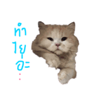 crazyney（個別スタンプ：4）