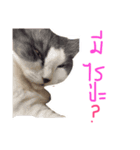 crazyney（個別スタンプ：5）