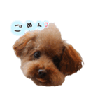 ToyPoodle MUGI 2（個別スタンプ：2）