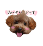 ToyPoodle MUGI 2（個別スタンプ：3）