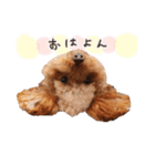 ToyPoodle MUGI 2（個別スタンプ：4）
