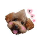 ToyPoodle MUGI 2（個別スタンプ：5）